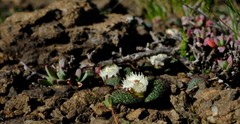 Massonia wittebergensis