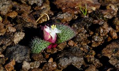 Massonia wittebergensis