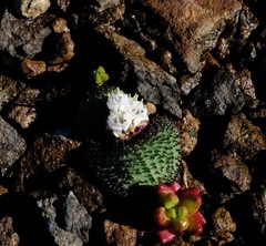 Massonia wittebergensis