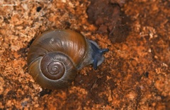 Eopolita protensa