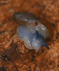 Eopolita protensa