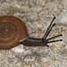 Cretan Lindholm's Snail - Photo (c) fotis-samaritakis, some rights reserved (CC BY-NC), uploaded by fotis-samaritakis