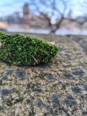 Ptychostomum capillare