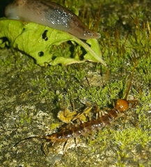 Lithobius variegatus rubriceps