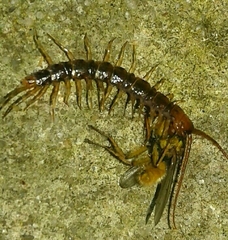 Lithobius variegatus rubriceps