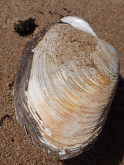 Mactromeris polynyma