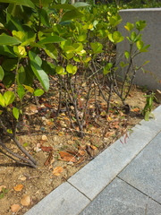 Corchoropsis crenata hupehensis