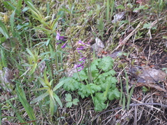 Primula kaufmanniana