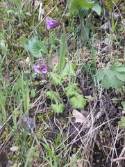 Primula kaufmanniana