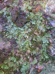 Lunularia cruciata