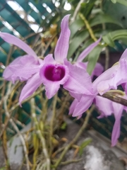 Dendrobium anosmum