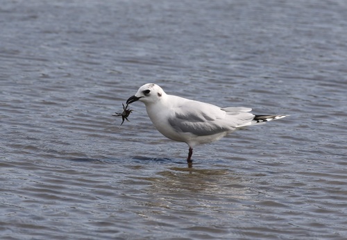 Saunders’s Gull｜黑嘴鸥 参考照片