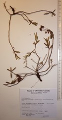 Kalmia polifolia