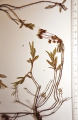 Kalmia polifolia