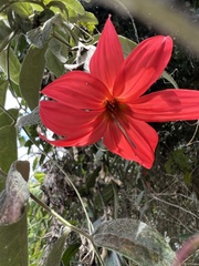 Mutisia clematis