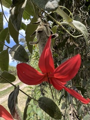 Mutisia clematis