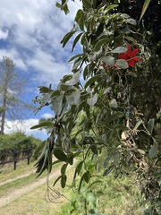 Mutisia clematis
