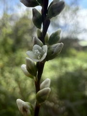 Persicaria