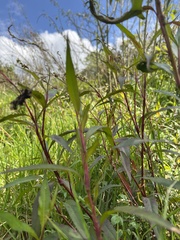 Persicaria