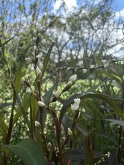 Persicaria