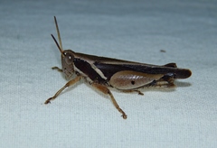 Phaeocatantops solitarius