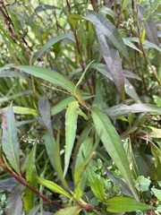 Persicaria