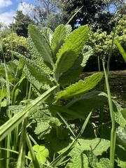 Mentha