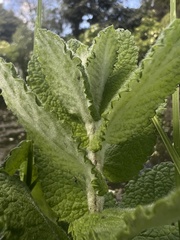 Mentha