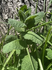 Mentha