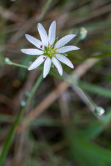 Stellaria peduncularis