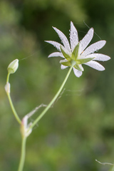 Stellaria peduncularis