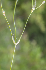 Stellaria peduncularis