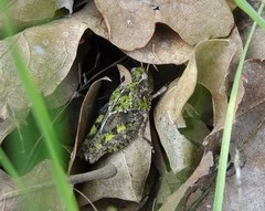 Pardalophora phoenicoptera