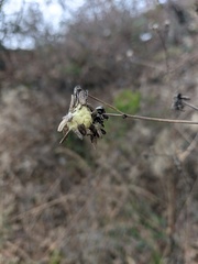Araneus quadratus