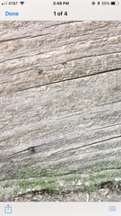 Linepithema humile