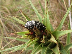 Heilipodus erythropus