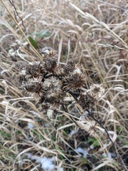 Pentanema salicinum