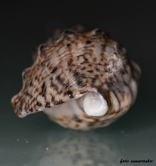 Cerithium alucastrum