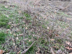 Stachys angustifolia