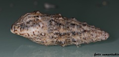 Cerithium alucastrum