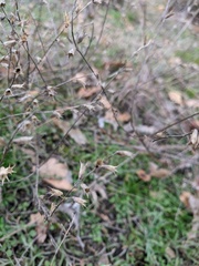 Stachys angustifolia