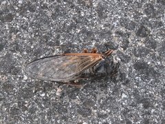 Cryptotympana atrata