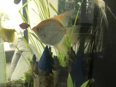 Pterophyllum