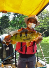 Cichla