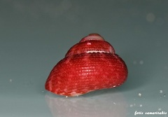 Clanculus corallinus