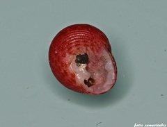 Clanculus corallinus