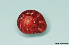 Clanculus corallinus