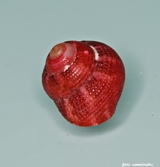 Clanculus corallinus