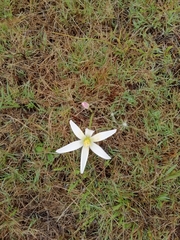 Zephyranthes mesochloa