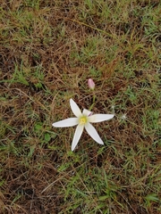 Zephyranthes mesochloa